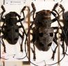 Morimus asper funereus